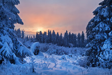 Winter Forest In Harz Mountains, Germany