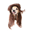 wig rocking dog