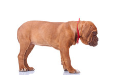 Standing Dogue De Bordeaux Puppy