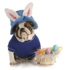 Fototapete - easter dog