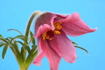 Wall Mural - pink pasque flower Pulsatilla