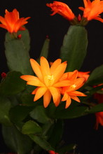 Orange Cactus Flower On A Dark Background