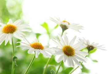 Wall Mural - Closeup of white daisy flowers