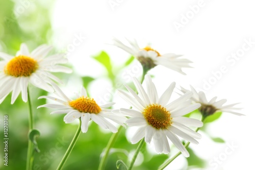 Closeup of white daisy flowers