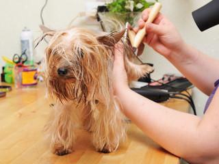 Wall Mural - Grooming