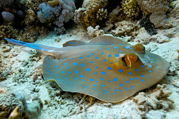 Wall Mural - Bluespotted stingray