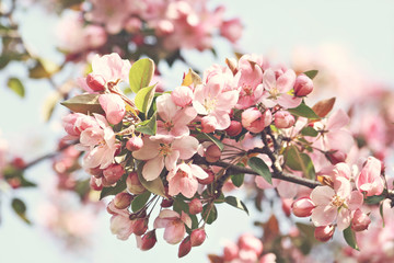 Wall Mural - Pink apple blossoms in spring