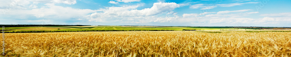 Panoramic view of a wheat field - obrazy, fototapety, plakaty 