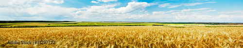 panoramiczny-widok-na-pole-pszenicy-w-sloneczny-dzien