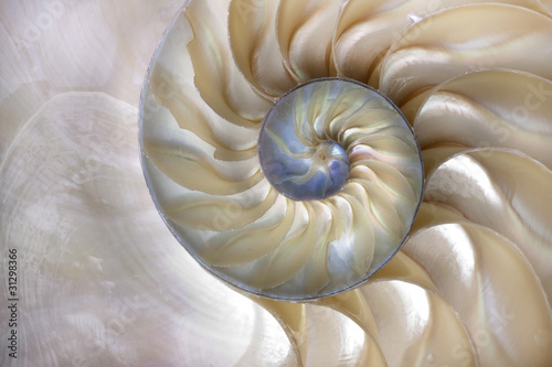 Nowoczesny obraz na płótnie Nautilus