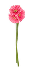 Wall Mural - pink gerbera flowers