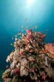 Fototapeta Do akwarium - Underwater scenery in the Red Sea.