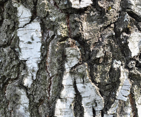 Wood, birch bark