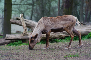 Wall Mural - Reindeer eating