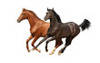 Gallop horses isolated