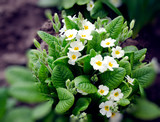 Fototapeta  - white primrose
