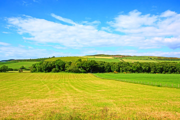 Poster - Sunny landscape with fields and blue sky