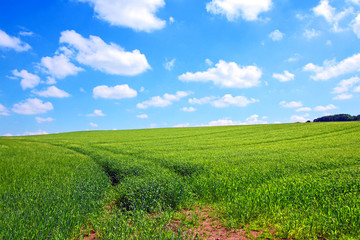 Canvas Print - Beautiful Spring scenery