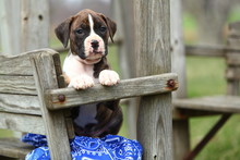 Boxer Puppy Sitting On Wooden Bench