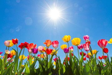 Fotomurales - Tulips in the sun