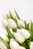 Fototapeta Tulipany - beautiful tulips