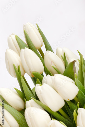  Plakaty tulipany   piekne-tulipany