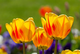 Fototapeta Tulipany - Yellow Tulips in closeup view