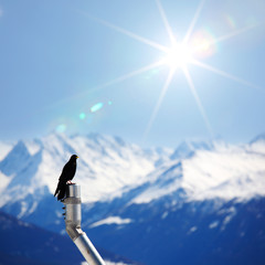 Wall Mural - mountains starling bird