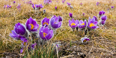 Wall Mural - pasque flower on meadow