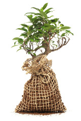 Wall Mural - bonsai tree isolated on white