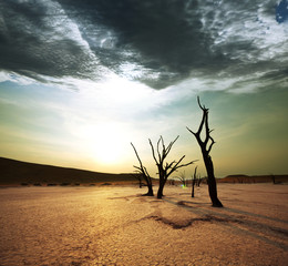 Wall Mural - Namib