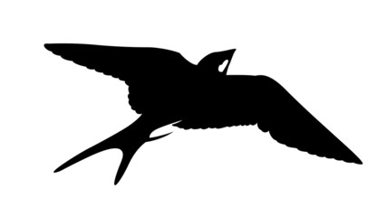 Wall Mural - silhouette of the swallow on white background