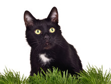 Black Green-eyed Cat In Green Oats Grass Isolated On White