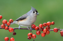 Bird On A Perch With Cherries