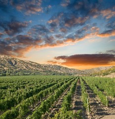 Wall Mural - vineyard in a mountain valley at the evening