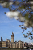 Fototapeta Big Ben - London im Frühling
