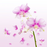 Fototapeta  - Orchid