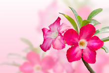 Plumeria Flowers