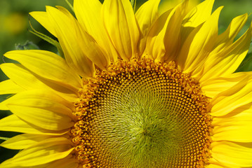 Canvas Print - sunflower