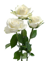 Wall Mural - white roses