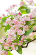 Pink and white Crab apple tree blossom in spring