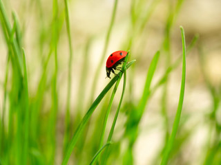 Poster - Ladybug on green grass. Shallow DOF