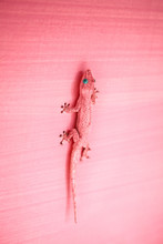 Pink Gecko On The Wall