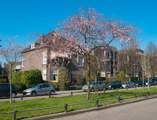 Wall Mural - blooming tree