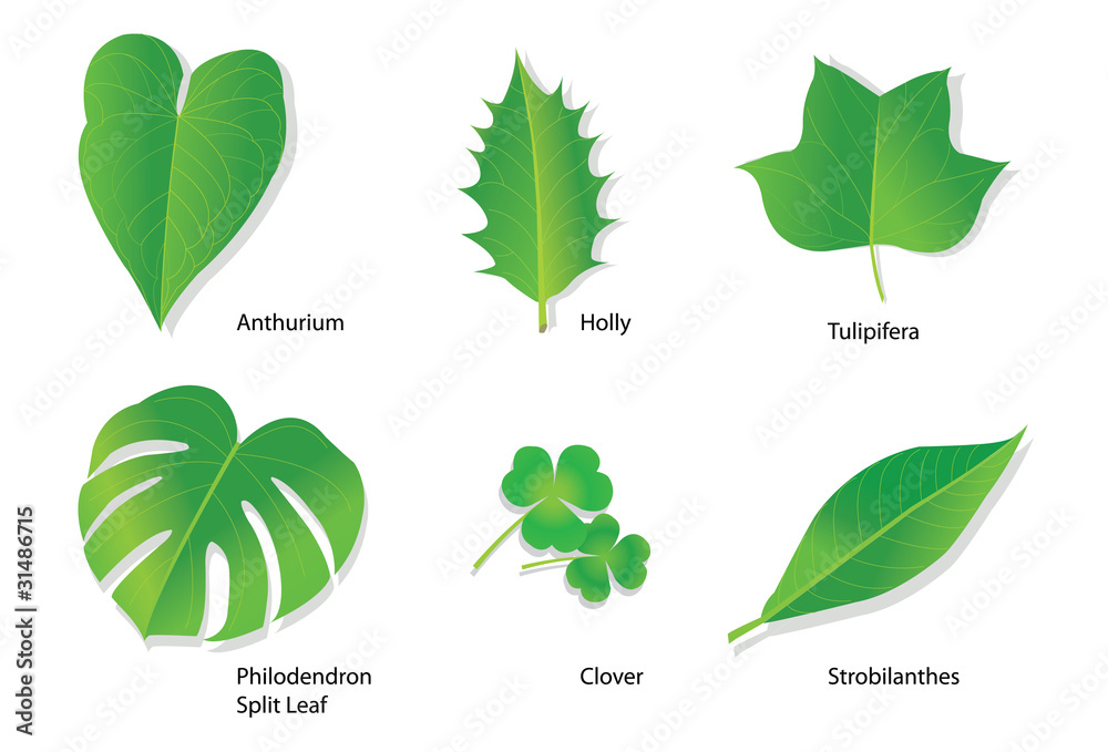 Shapes Of Leaves And Their Names