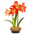 Hippeastrum in pot isolated