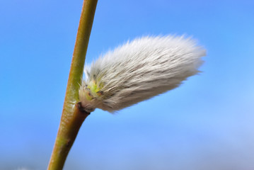 Wall Mural - Pussy willow