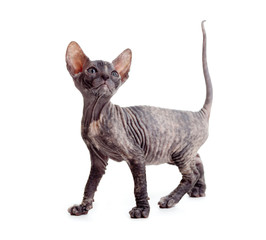 Wall Mural - Funny hairless sphynx kitten isolated