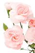 pink carnations isolated over white