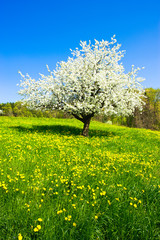 Wall Mural - Single blossoming tree in spring